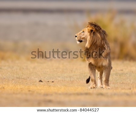 Male lion, king of the beasts in Africa, looks for game in early light.