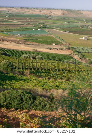 Scenic view of Sicily farmlands full of olive trees and grape vineyards.