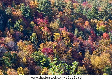 Autumn, fall, seasonal tree colors