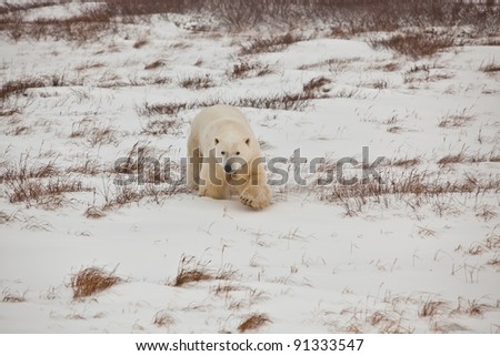 Northern polar bear walks in snow during blizzard