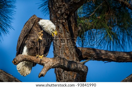 American bald eagle scratches head