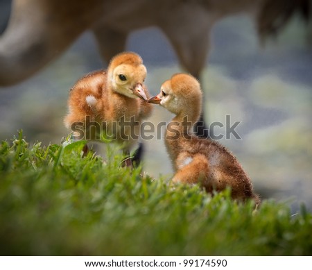 Two sibling sandhill crane chicks kiss