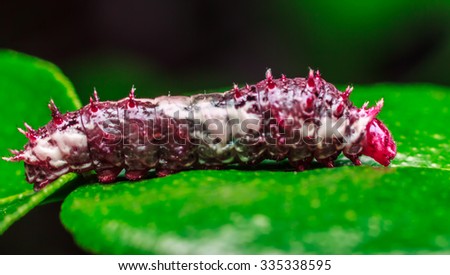 Macro close up Caterpillars,eating the leaves.