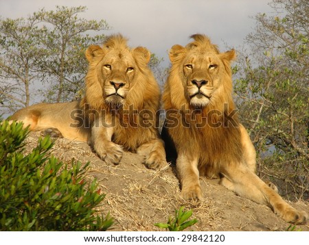 Two adult male Lions survey their kingdom