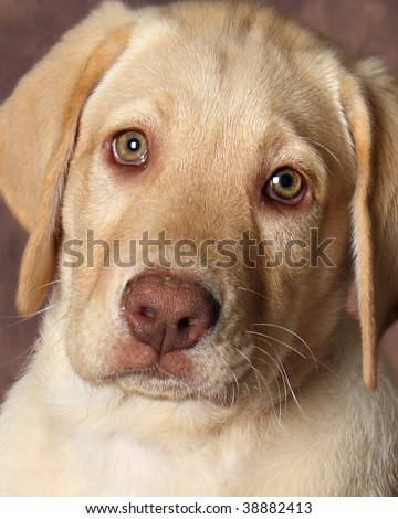 Yellow  Puppies on Three Yellow Lab Puppies In A Adorable Find Similar Images
