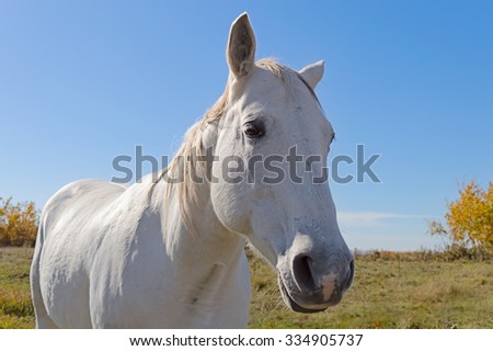 A close-up of a white horse with a white and gray mane.