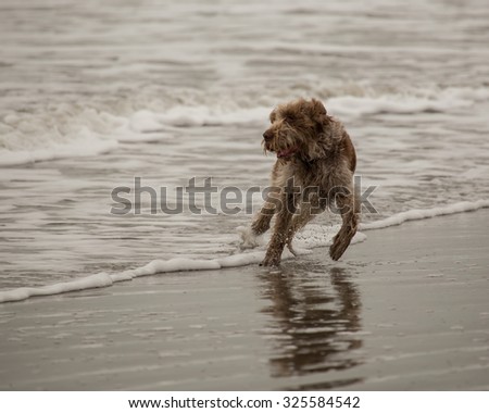 Furry dog splashing in the ocean