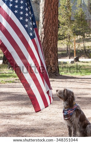 Hairy dog with red, white and blue scarf sits at attention in front of a fluttering American flag on Fourth of July.