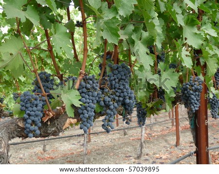 Wine Grapes on a vine in Napa Valley California