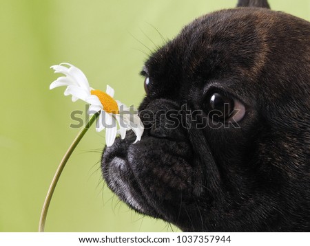Dog smelling the flower. Funny muzzle of French bulldog puppy