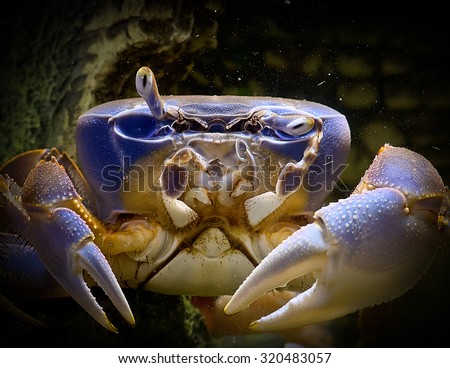 Rainbow crab . Portrait of a crab