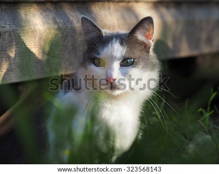 Cat on the street, in the grass. The cat different eye blue eye and green. The cat is white. Autumn, Park