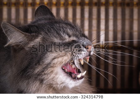 Cat yawns. Portrait of big gray cat. Cat evil. Big portrait. Cat shows his fangs. Scary, evil cat hisses, yawning, growling