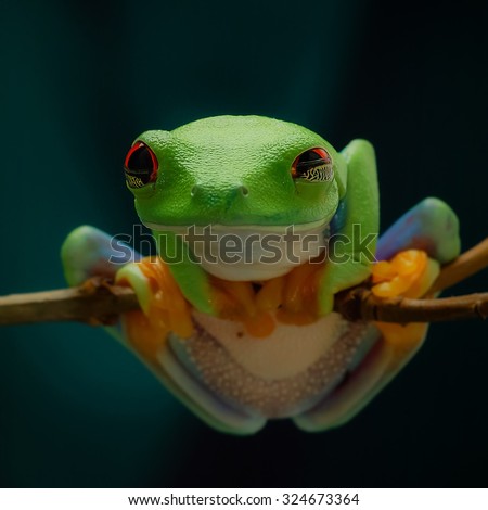 Green tree frog with orange legs and red eyes hanging on a branch on a dark background