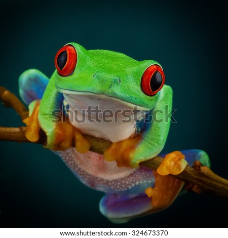 Green tree frog with orange legs and red eyes hanging on a branch on a dark background