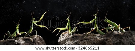 Green mantis on a black background. Talk mantis.