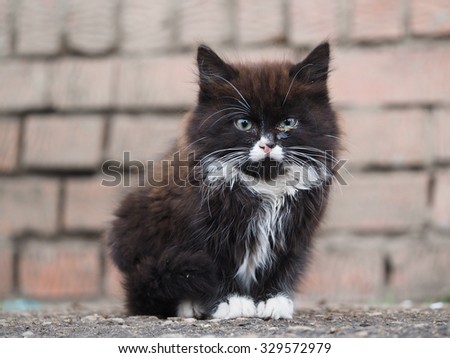 Portrait of dirty, sick street cat. The kitten is homeless. The cat eyes hurt, it\'s dirty and needs the help of a veterinarian. Photo about the problem of stray animals and vaccinated cats and dogs