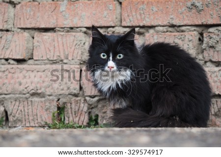 Portrait of dirty, sick, black street cat. The cat is homeless. The cat is dirty and needs the help of a veterinarian. Photo about the problem of stray animals and vaccinated cats and dogs