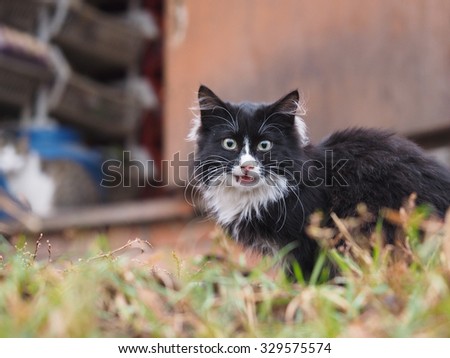 Portrait of dirty, sick, black street cat. The cat is homeless. It's dirty and needs the help of a veterinarian. Photo about the problem of stray animals and vaccination required. The cat hisses