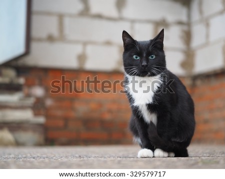 Portrait of black and white cats against a brick wall. Cat street, homeless, but very beautiful and elegant. Black-white smooth coat