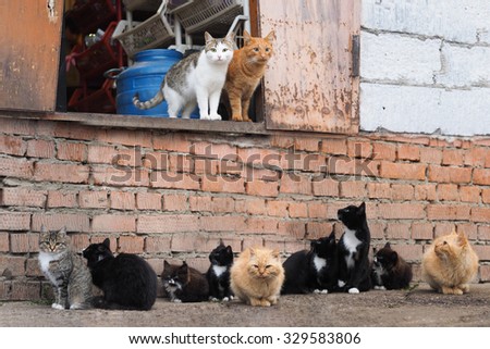 Many stray cats against a brick wall. Cats are dirty, they get sick, cats need a vet and a new home