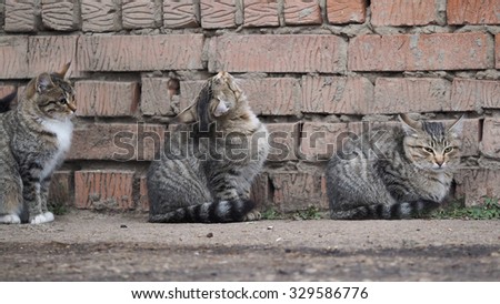 Three gray, striped cat. Homeless cats, sitting together in a brick wall. Family, relatives or just friends. Cats are very similar. Cats need a home and vet