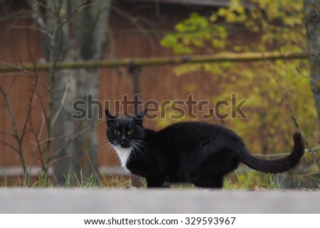 The cat is black with white on the street. A stray cat walks. Autumn. The cat needs a new home and owner