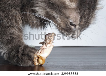 The cat eats a piece of meat. Portrait of cat with a piece of chicken really big. Muzzle big cat, gray and fluffy. Cat eats. Mouth, fangs. Cat predator