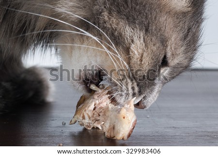 The cat eats a piece of meat. Portrait of cat with a piece of chicken really big. Muzzle big cat, gray and fluffy. Cat eats. Mouth, fangs. Cat predator