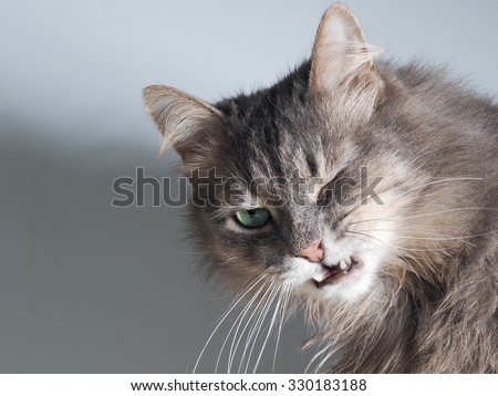 The cat hisses, gapes, grins. Muzzle cat large. Portrait. You can see the fangs, the teeth. Cat large, grey, fluffy. The cat opened its mouth. The terrible jaws of the cat. Mouth.