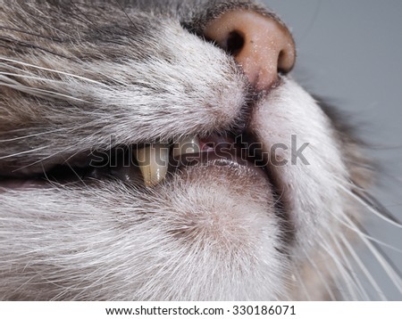 The fangs of a cat is very big. Cat open mouth and nose. Yellow Fang. Cat predator