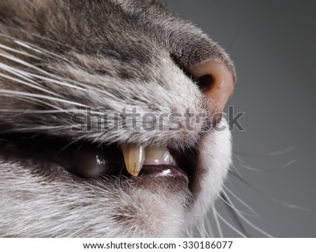 The fangs of a cat is very big. Cat open mouth and nose. Yellow Fang. Cat predator