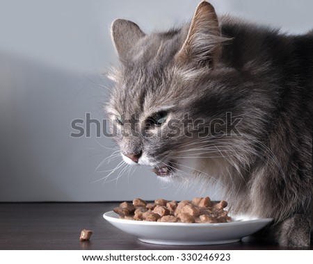 The cat hisses and protects your food. The cat the cat food in the plate. Pieces of tasty meat. The cat is afraid that the food will be taken away and grins.