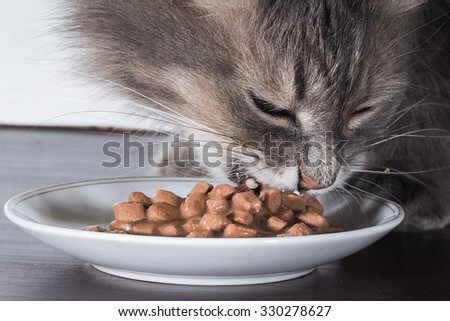 The cat eats cat food. Very large portrait of a cat. Pieces of meat very tasty and fragrant. Cat food