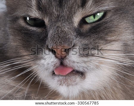 Indicates the language. Portrait of a cat showing tongue. Gray cat, fluffy, with green eyes. The language of pink. Portrait on a grey background