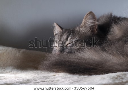 Fast asleep. Gray, fluffy cat is sweet, cozy sleep. Portrait of a big cat. Grey background, grey cat