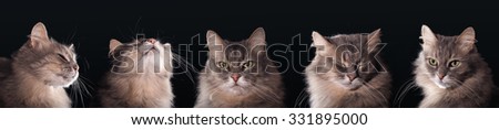 Black background with cats. Hat for the site. The cats are gray, fluffy, with green eyes
