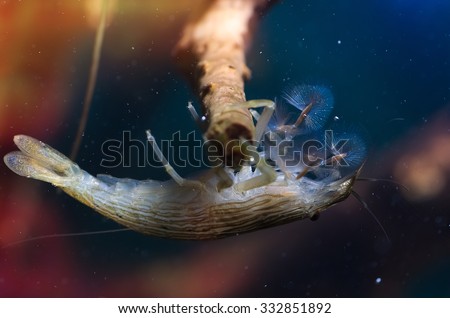 Shrimp of the genus Atiopsis. Amazingly beautiful kistepalaya shrimp. Freshwater lives in aquariums. Open umbrella filters water, foraging. These shrimp also called filter feeders
