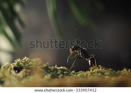 Ant Camponotus parius on the background of green plants. Macro. Portrait of a big ant