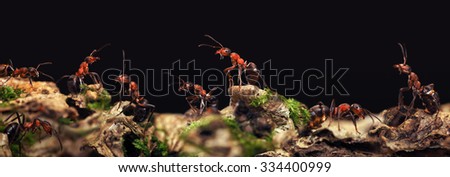 Lots of red wood ants. Macro Panorama. Panorama piece of timber on a black background. Ants