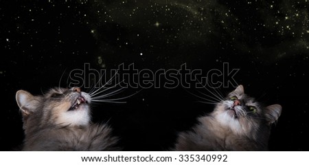 Starry sky. Dreams of stars. Two cats looking at the stars