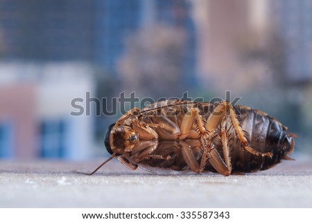 Dead cockroaches in an apartment window. Outside, the yard, high-rise buildings. Fight with cockroaches in the apartment. As grass insect