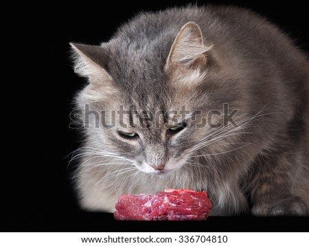 Cat and raw meat. Gray cat with a big piece of fresh, raw meat on a black background. Cat thief stole meat. What to feed the cat