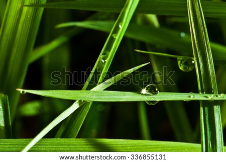 Green grass, dew drops. Smooth lines, a blade of grass.