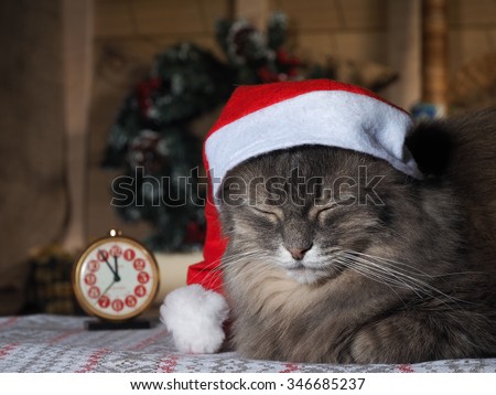 New year\'s night. Cat in a New Year\'s cap. Clock, alarm clock at five minutes to midnight. Sweet, kind, cute cat