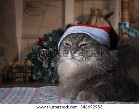 New year\'s night. Cat in a New Year\'s cap. Muzzle cat largly. Look, green eyes. Cat waiting for a holiday. In the background, boards, tree. Country Cat, New Year in the village