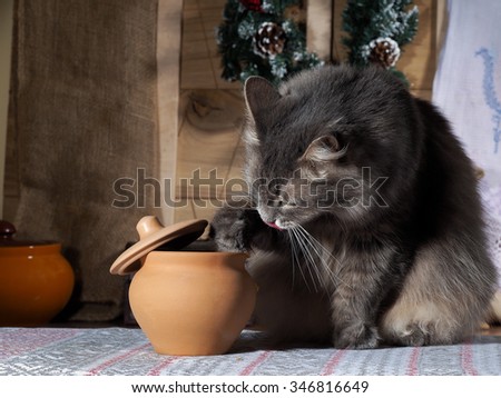 Cat gets food from the pot with a delicious meal in the rustic kitchen. The cat wants to eat, he licks his lips. The cat steals food from the pan paw. Cat cunning, figured out how to get food