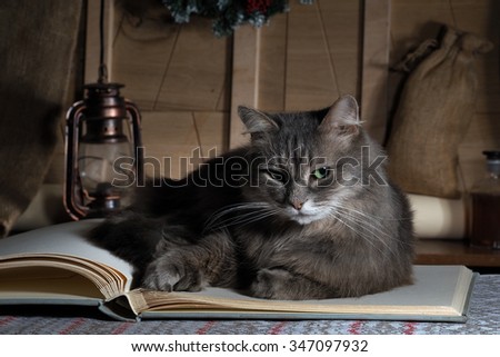 Country house. Attic. Old boards, kerosene lamp. A great book. In the book is a cat. Cat woke up. Cat dissatisfied, he is wicked. Eyes are green