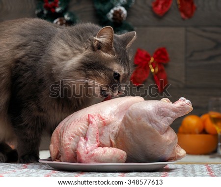 Preparing for the new year. Crude chicken for the holiday table on a platter. Impudent cat steals a chicken. Licked chicken carcass. Christmas decorations, gifts in the background. New Eve