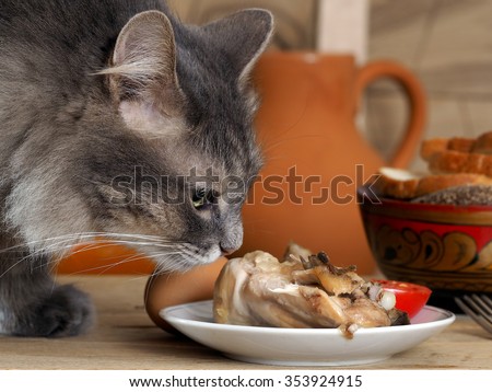 Cat sniffing chicken on a plate. Muzzle cat largly. The dish with chicken and sliced tomatoes is on the table. Gray cat, big